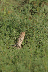 Frilled lizard