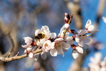 Honey bee collecting pollen from almand tree blossoms