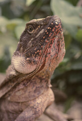 Frilled lizard
