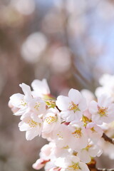 春の日差しを浴びて咲くソメイヨシノのクローズアップ