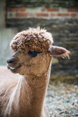 Obraz premium Brown alpaca standing in a farm barn 