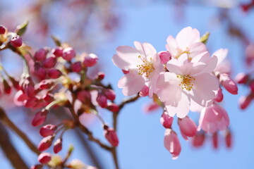 Fototapeta na wymiar 咲き始めた淡いピンクの思川桜