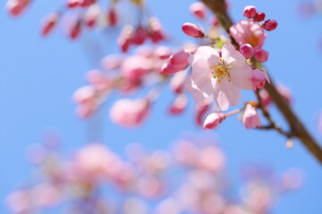 咲き始めた淡いピンクの思川桜