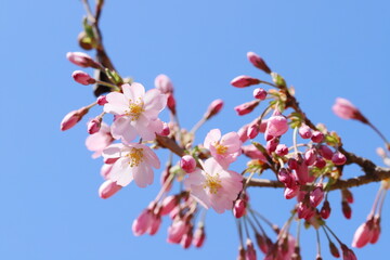 咲き始めた淡いピンクの思川桜