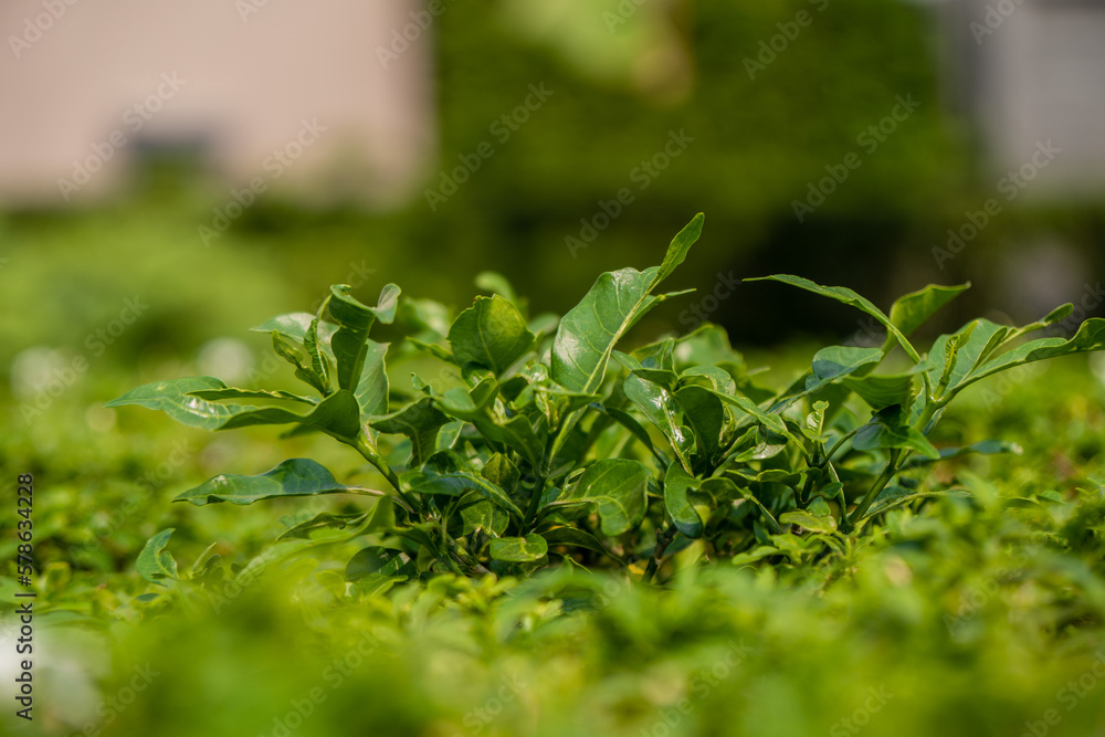 Wall mural fresh green parsley