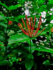 red flower in the tree