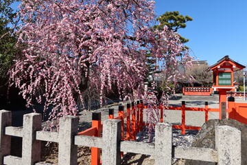 A shrine at Saga in Kyoto City : a scene of the precincts of Kurumazaki-jinjya Shrine famous for...