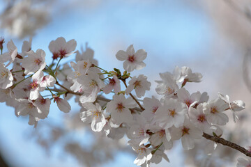 サクラの花
