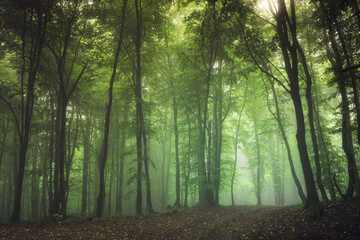 green misty natural woods landscape
