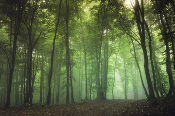 Zelfklevend Fotobehang green misty natural woods landscape © andreiuc88