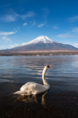swan fuji