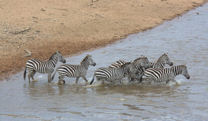Fototapeta na wymiar herd of common zebras cross the Mara River during the annual great migration in the wild Masai Mara, Kenya