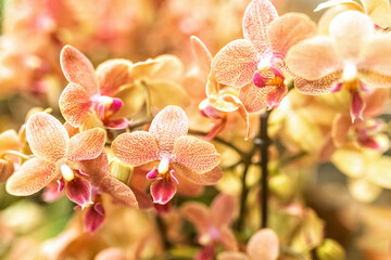 Orange and pink striped orchid flower close-up. Exotic plant