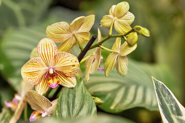 Orange and pink striped orchid flower close-up. Exotic plant