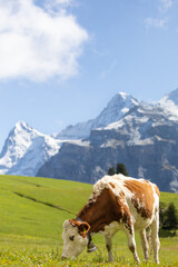 Fototapeta na wymiar cow on the mountain
