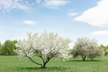 Fototapeta na wymiar Spring time in nature with blooming trees. Blossoming cherry sakura tree and apple tree on a green field with a blue sky and clouds.