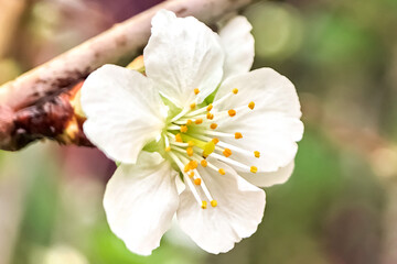 Fototapeta na wymiar White apple blossoms close-up. Flowering of orchards in spring