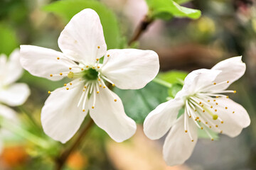 Obraz premium White apple blossoms close-up. Flowering of orchards in spring