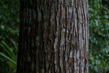 detail of a large bark that is in the forest