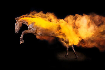 Pferd im Studio © AZ Woodring