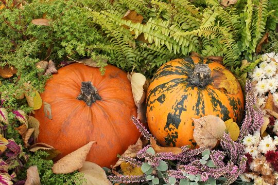 Colourful organic pumpkins and gourds on agricultural fair. Harvesting autumn time concept. Garden fall natural plant. Thanksgiving halloween decor. Festive farm rural background. Vegetarian food.