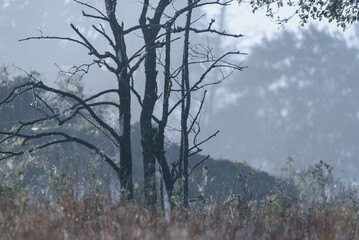 DRY TREE AND FOG - Autumn morning in the wild terrain of the river valley
