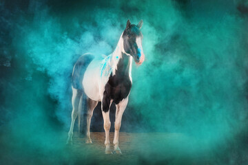 Obraz na płótnie Canvas Pferd im Studio