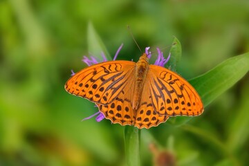Beautiful close up of a Silver-Washed Fritillary butterfly sitting on a flower glowing in bright sunlight with its wings spread, Argynnis paphia