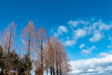 青空が美しい冬の琵琶湖畔　烏丸半島