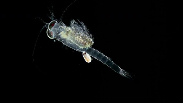 Mizida shrimp and parasitic Isopoda larva under a microscope, at stage of kryptonium, at this stage it searches for crayfish or crabs that serve as final hosts of this type of parasite. Red sea