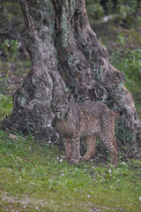 Beautiful vertical portrait of a female Iberian lynx in front of a tree trunk in the Sierra Morena forest, Jaen, Spain