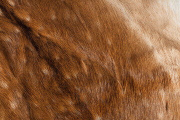 Natural fallow deer fur. Delicate, soft surface. Background, natural pattern.