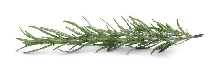 Fototapeta premium Fresh green rosemary isolated on white. Aromatic herb