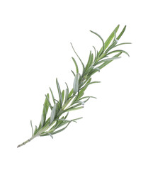 Fototapeta premium Fresh green rosemary isolated on white. Aromatic herb