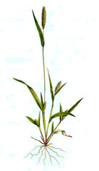 Panicum viride, Grüne Borstenhirse, Synonym: Setaria viridis