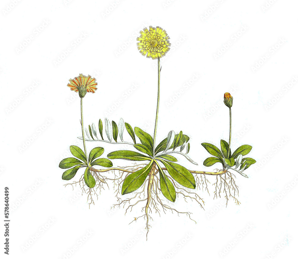 Poster Kleines Habichtskraut, Hieracium pilosella