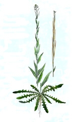 Turmkraut, Turritis glabra, auch Turmkresse oder Kahle Gänsekresse