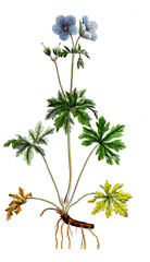 Wiesen-Storchschnabel, Geranium pratense, auch Blaues Schnabelkraut