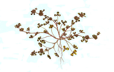 Trifolium glomeratum, Buschklee