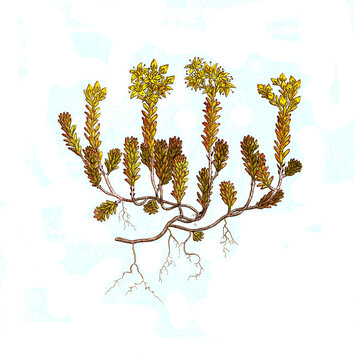 Milder Mauerpfeffer, Sedum sexangulare, Syn.: Sedum mite