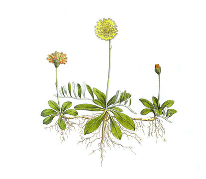Kleines Habichtskraut, Hieracium pilosella