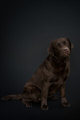 Fototapeta na wymiar chocolate labrador retriever portrait on black background