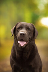 Fototapeta premium funny chocolate labrador retriever portrait with tongue in green nature park