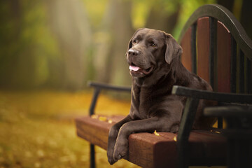 funny chocolate labrador retriever lies on the bench in green nature park