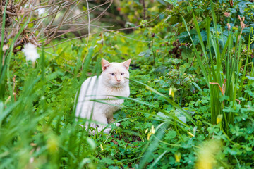 white cat in a lush green garden