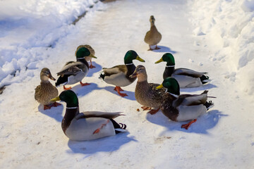 Fototapeta premium Latvian ducks in the snow, March