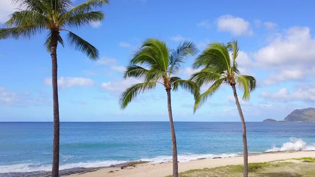 Tropical palm trees and crashing waves on beach rocks reveal beach park in Hawaii