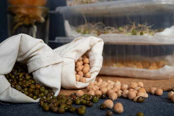 Assortment of microgreens. Fresh organic produce. Home growth on the window.