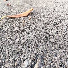 Lonely leaves on the segment ground