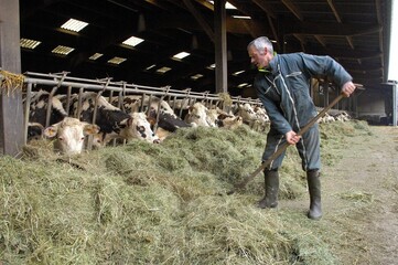 Ferme laitière certifiée Agriculture Biologique. Vaches de race normande nourries au foin ventilé par l'agriculteur